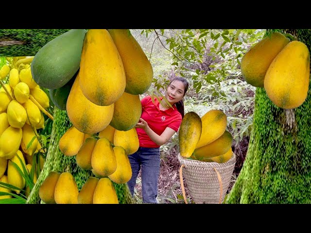 How to Harvest Ripe Papaya in the Forest.When still green, you can cook and make medicine Ly Thi Cam