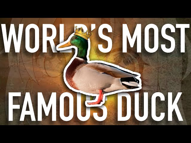 This is the Most Famous Duck in the World