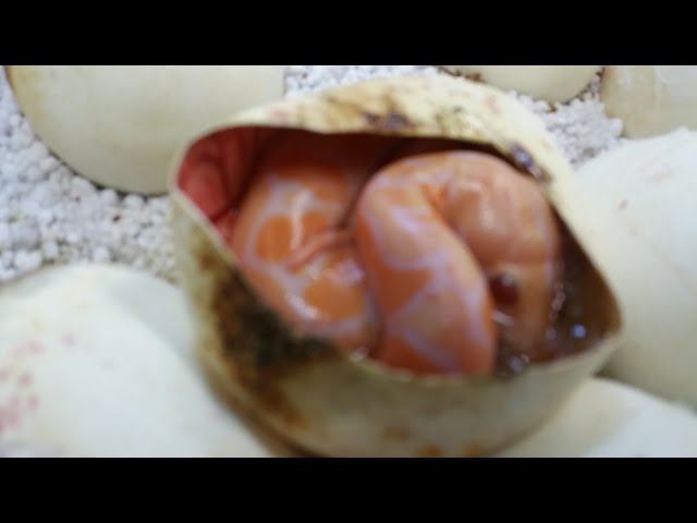 LIVE Crazy Eggs We Never Expected