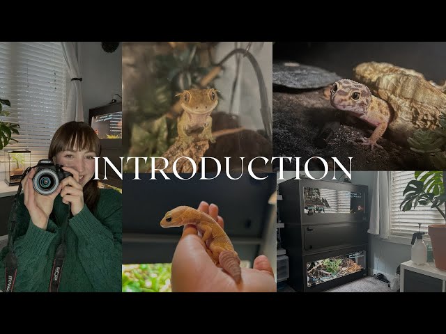 Introduction - Rosie's Reptiles