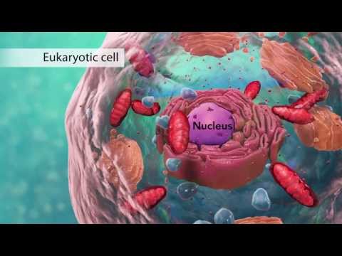 High School Biology Animations | Nucleus Edu