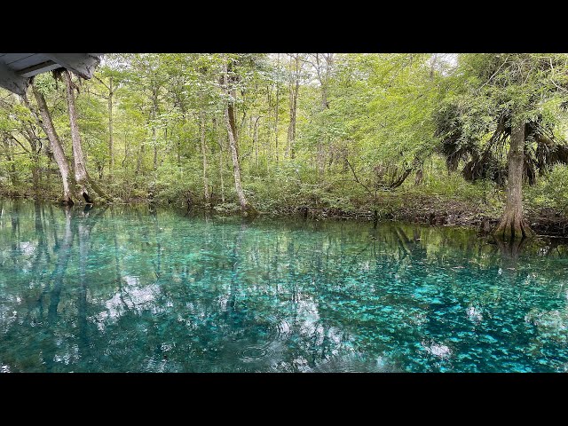 Silver Springs State Park in Ocala | Saw an Alligator and Snake | Things to do in Ocala, FL