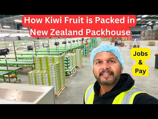 How Kiwi Fruit is Packed in New Zealand Packhouse || Jobs and Pay || Explained in 10 Minutes