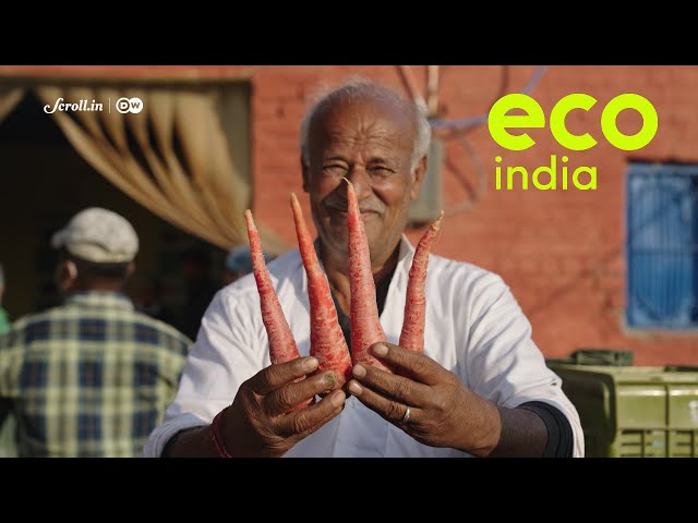 Eco India: How regenerative agriculture is helping small farmers grow and earn better in urban hubs