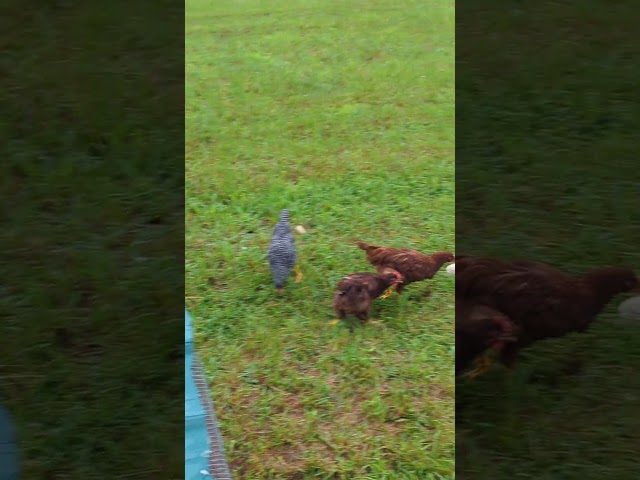 Chickens Play Football With Corn on the Cob