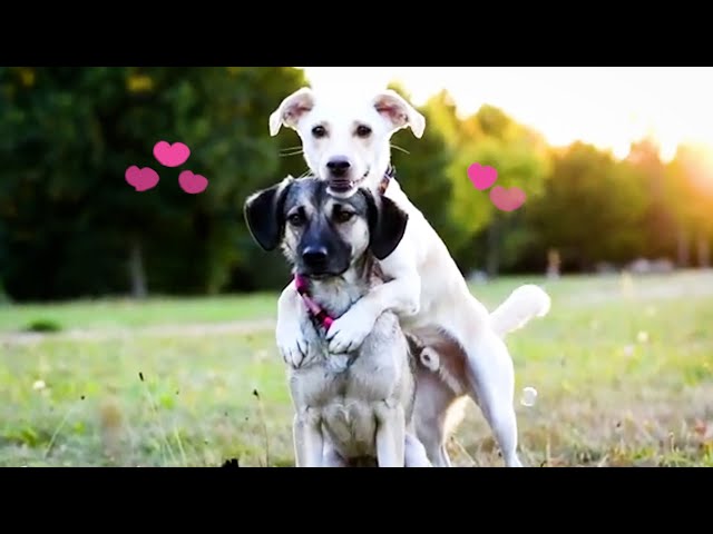 LOVING Pets 😻💞 | BEST Calming Videos of Cats, Dogs and Animals