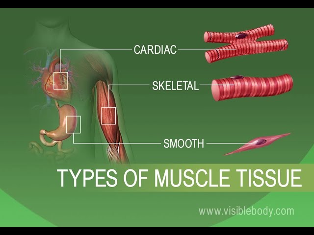 Anatomy and Physiology of Tissues