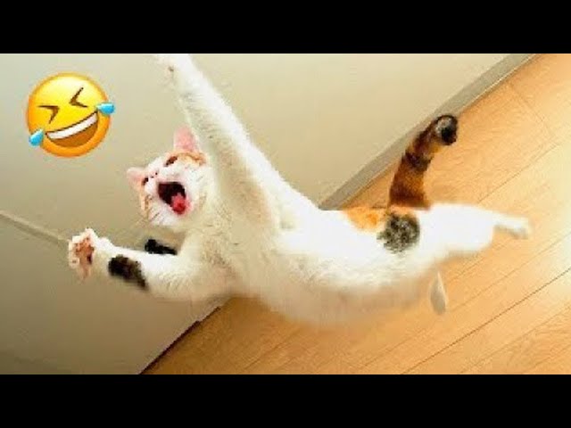 New Funny Animals 2024 🤣 Funniest Dogs and Cats 😻🐶 Part 27