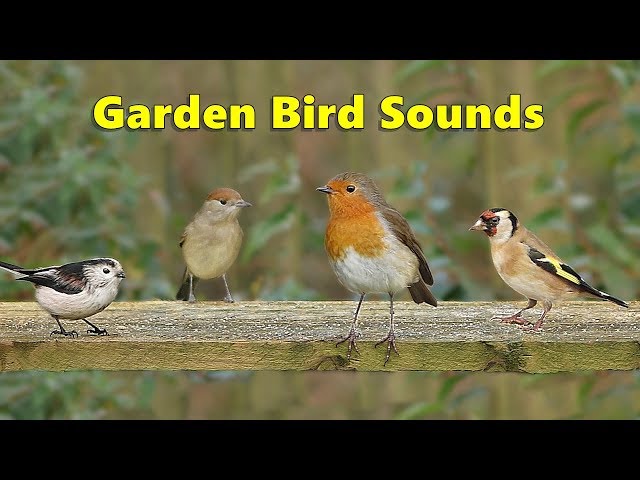 Garden Bird Sounds Spectacular - 8 HOURS ✅
