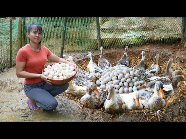 Build Nest For Ducks To Lay Eggs - Harvest Ducks Eggs Goes To Market Sell | Free Bushcraft