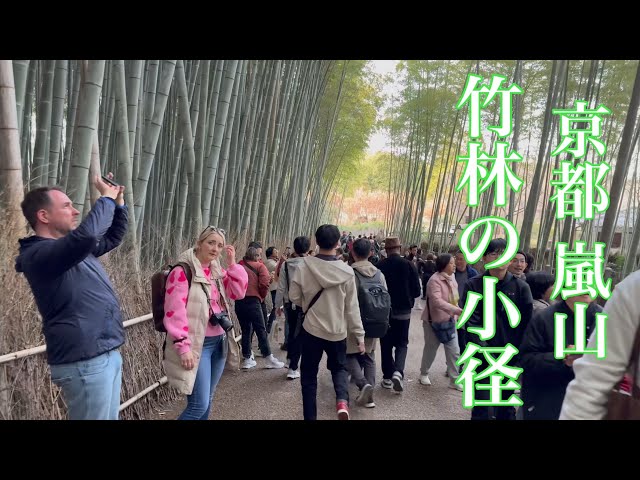 2024年3月27日 外国人観光客で賑わう夕方の京都嵐山竹林の小径を歩く Walking along the path of Arashiyama Bamboo Forest, Kyoto 【4K】