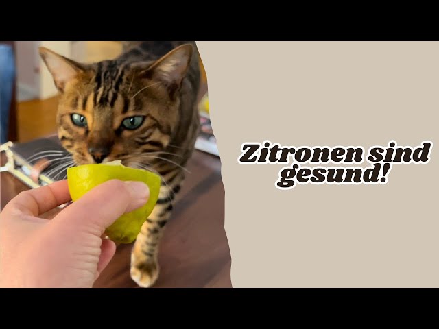 Katze riecht an Zitrone