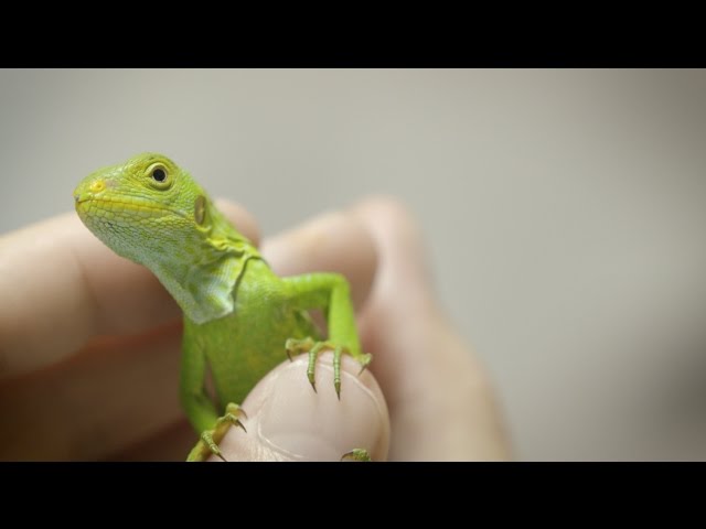 Rare Baby Iguana Discovered