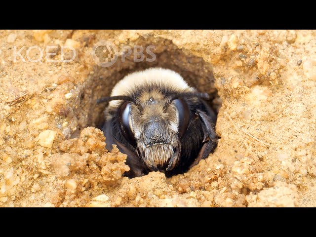 This Bee Builds Sandcastles at the Beach | Deep Look