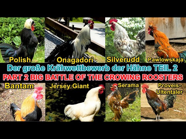 Part 2: My big roosters CROWING SHOW for comparison with 18 breeds: Serama, Onagadori, Jersey Giant