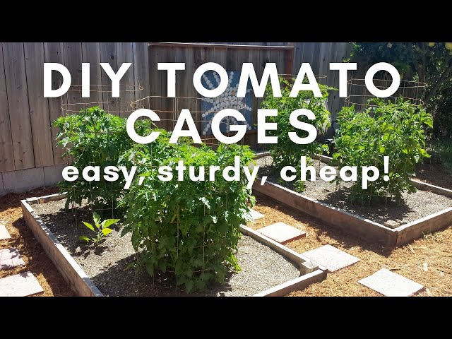 How to Make a DIY Tomato Cage: Easy, Sturdy, and Cheap!
