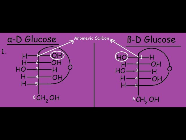 α-D Glucose and β-D Glucose |Differences and Mutarotation|