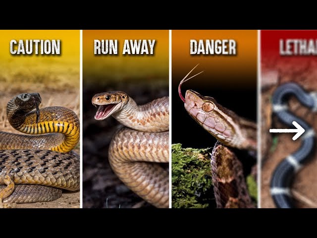The Deadliest Snakes in the World (Tier list)
