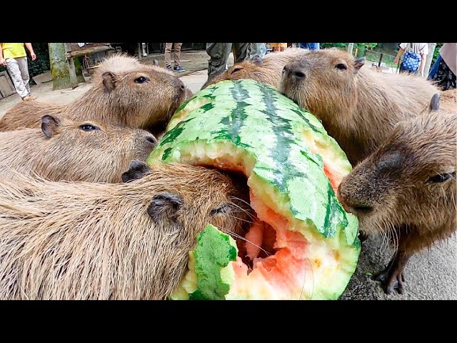 Capybara eat huge 97kg watermelon 【ASMR】