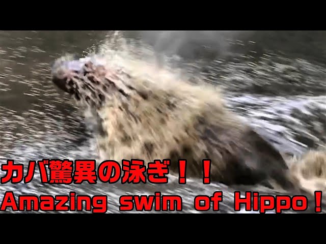 Fast & powerful swim of Hippo!