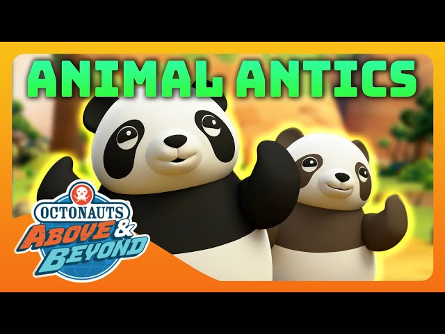 Octonauts: Above & Beyond - 🐯 Animal Antics 🐾 | Compilation | @Octonauts​