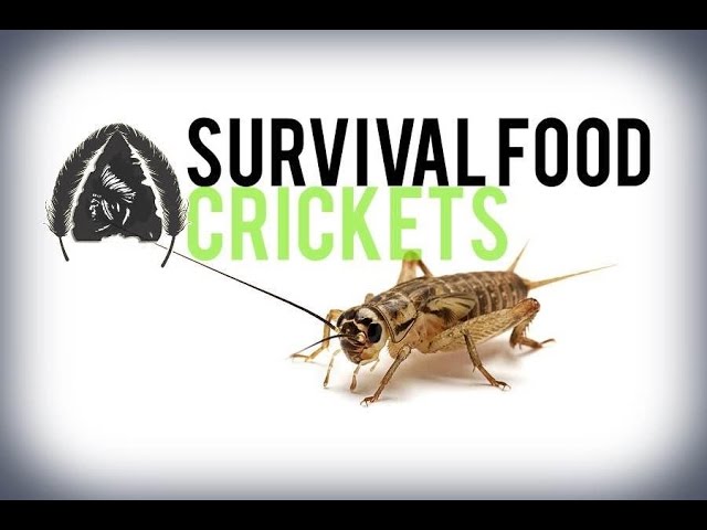 Crickets for Nutrition- Survival Food
