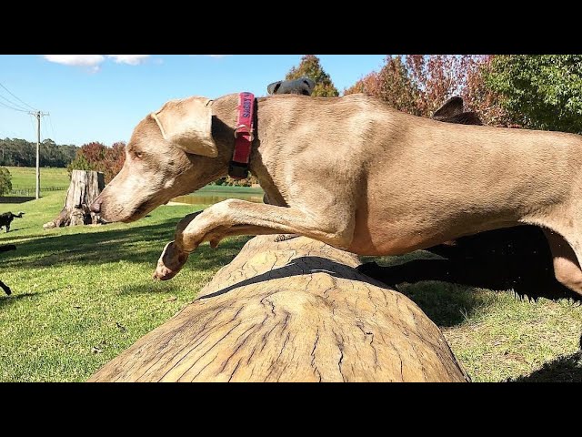 Dogs leaping in slow mo over the log