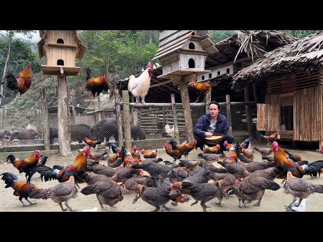 Zon sells wild chickens, vang hoa, king kong amazon