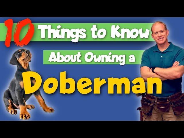 What You Need to Know BEFORE Getting a Doberman