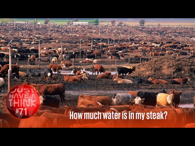 How much water is in my steak?!?
