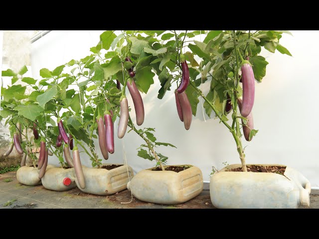 It's a pity if you don't know how to grow eggplant like this - Gives a lot of fruit