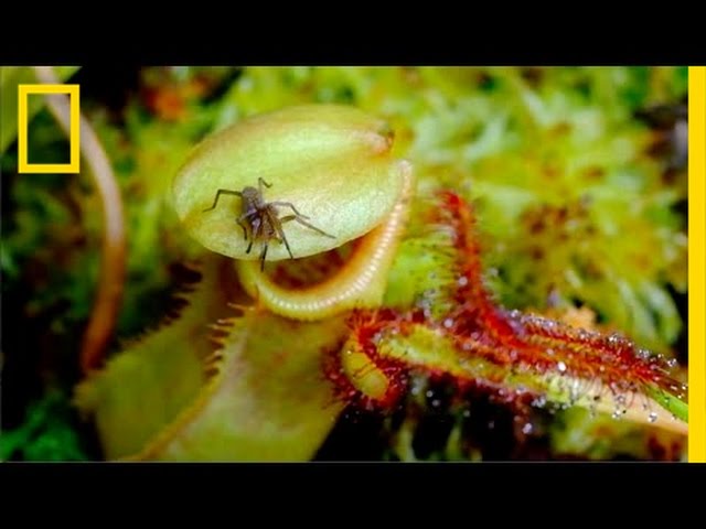 Eerie Time-Lapse of Bug-Eating Plants | Short Film Showcase