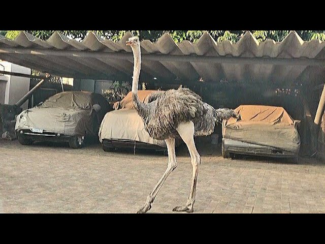 I SAW AN OSTRICH FOR THE VERY 1ST TIME!😲 | OPENED MY 1ST EVER DOMICILIARY ACCOUNT #VLOGMAS2020 DAY20