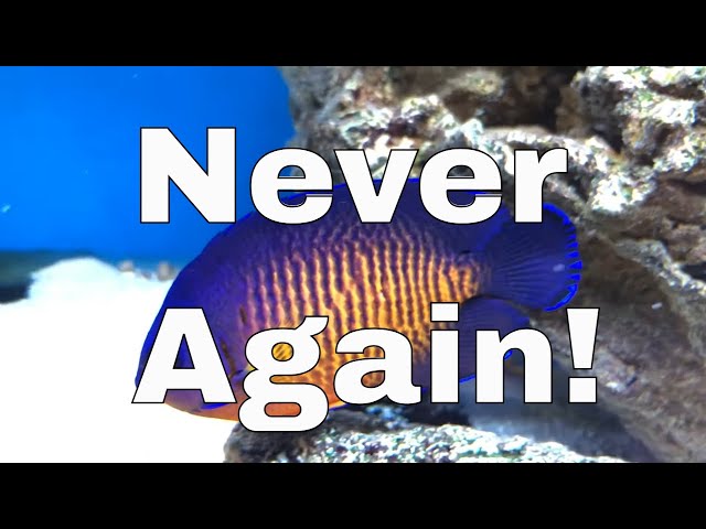 5 Saltwater Fish I Regret Buying...and Why?