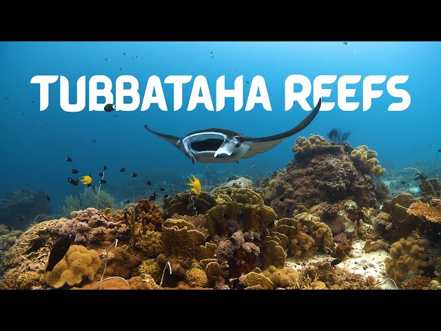 TUBBATAHA REEFS - Heart of the Philippine Seas [Documentary]