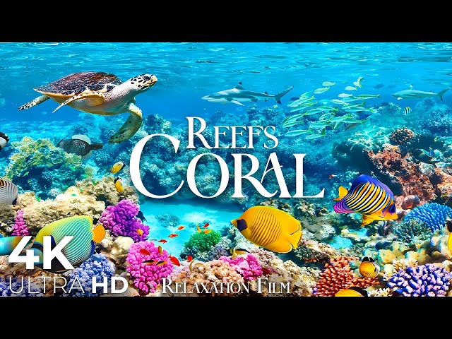 Coral Reefs 4K • Scenic Relaxation Film with Peaceful Relaxing Music and Video Ultra HD