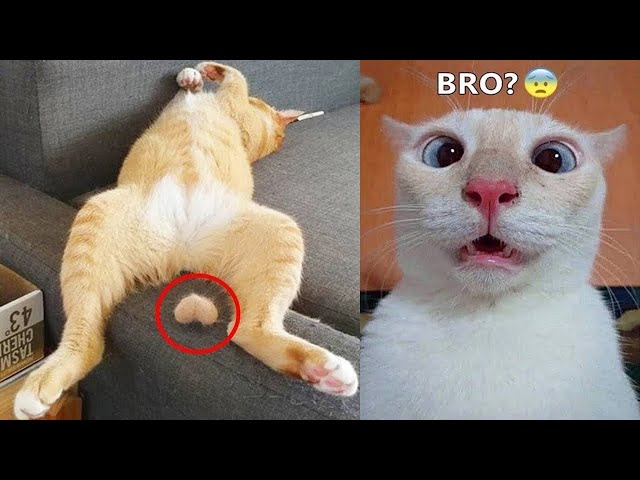 New Funny Animals 2024 🤣 Funniest Cats and Dogs 😻🐶 Part 6