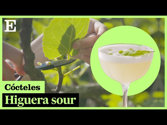 CÓCTELES: Higuera sour, la receta fácil de una bebida hecha con hojas de higueras | EL PAÍS