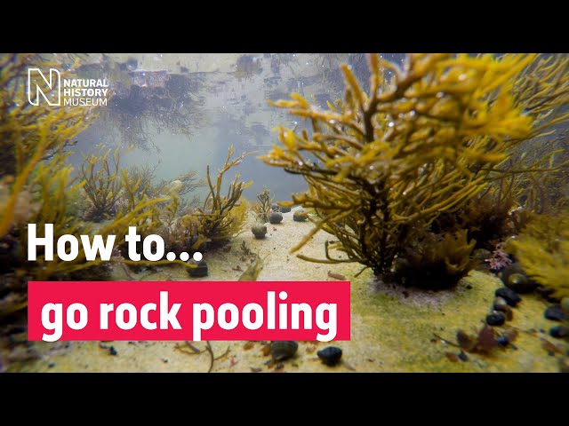 How to go rockpooling | Natural History Museum