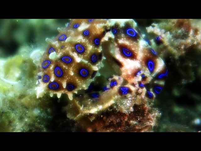 Live Footage Of Most Deadly Blue Ringed Octopus