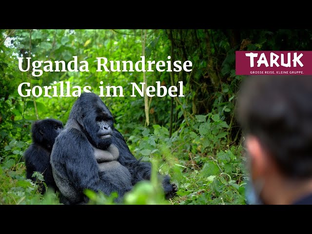 Uganda Ruanda- Reise: Gorillas im Nebel - Safari intensiv, Schimpasen & Gorillas erleben | Filmbuch