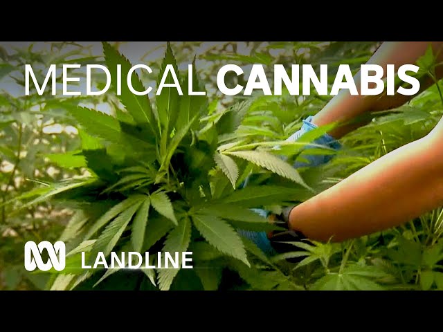 Boom in use of medical cannabis in Australia 🌿⚕ | Landline | ABC Australia