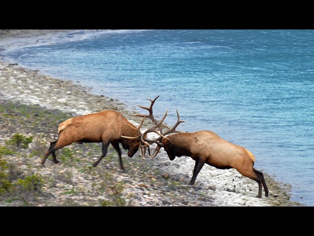 Huge Elk Bull's Epic Fight For the Toughest Elk Rut Territory
