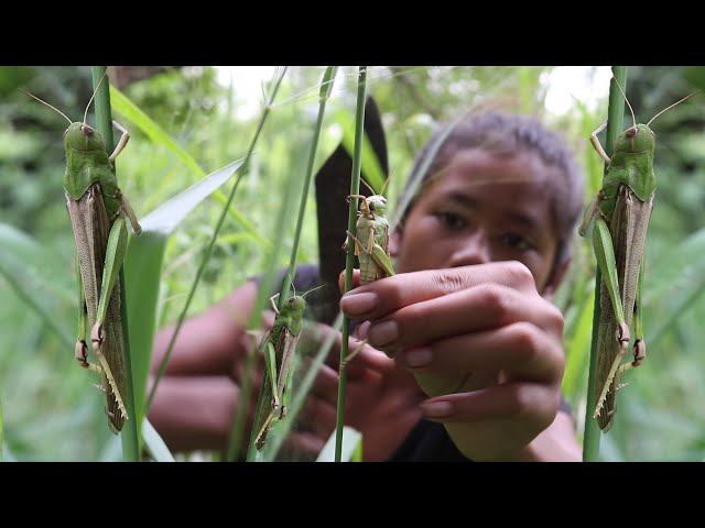 Find Catch Grasshopper At the grass - Cooking grasshopper for food of Survival in the forest