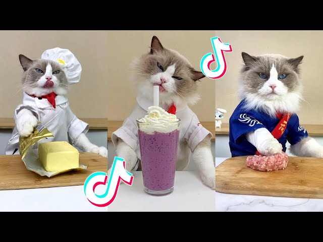 That Little Puff | Cats Make Food 😻 | Kitty God & Others | TikTok 2024 #56