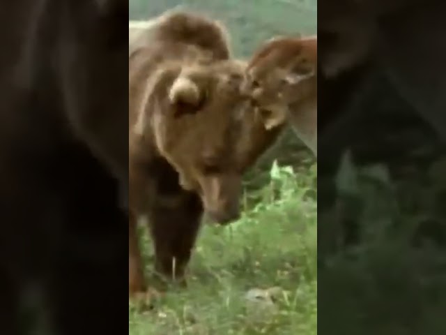 Brutal Grizzly got Fierce Reaction From Cougar Mother Defending its Baby intersting #shorts #grizzly