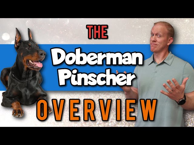Doberman Pinscher 101: A Breed Overview