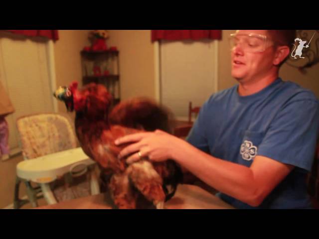Chicken Powered Steadicam - Smarter Every Day