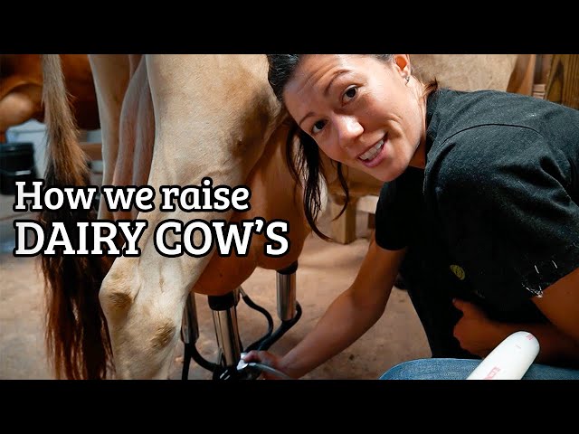 My Morning Cow Milking Routine // Homesteading