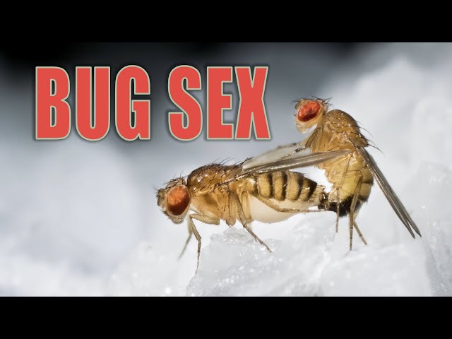 Bug Sex | Official Trailer
